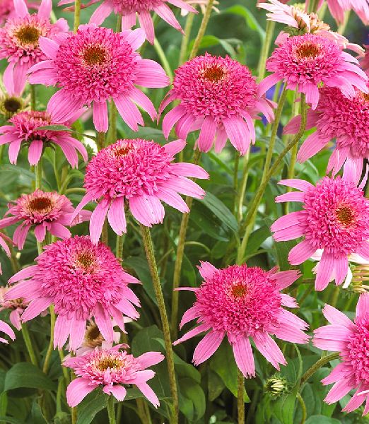 Echinacea 'Pink Double Delight'